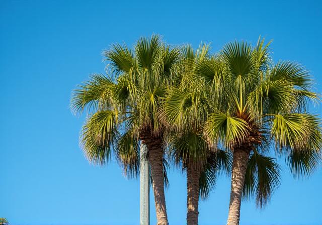 Professionally trimmed palm trees